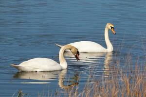 These two beautiful swans were floating across the pond when I took this picture. Pretty reflection and ripples coming from them. photo