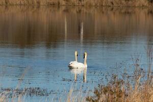 estos dos hermosa cisnes fueron flotante a través de el estanque cuando yo tomó esta fotografía. bonito reflexión y ondas viniendo desde a ellos. foto