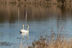 These two beautiful swans were floating across the pond when I took this picture. Pretty reflection and ripples coming from them. photo