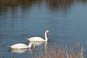 estos dos hermosa cisnes fueron flotante a través de el estanque cuando yo tomó esta fotografía. bonito reflexión y ondas viniendo desde a ellos. foto