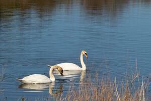 estos dos hermosa cisnes fueron flotante a través de el estanque cuando yo tomó esta fotografía. bonito reflexión y ondas viniendo desde a ellos. foto