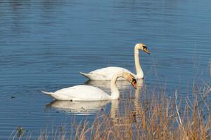 estos dos hermosa cisnes fueron flotante a través de el estanque cuando yo tomó esta fotografía. bonito reflexión y ondas viniendo desde a ellos. foto