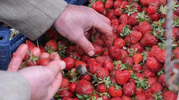 People picking strawberry fruits from a bucket video