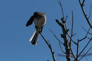 Cute little grey mockingbird pruning himself on top of bare tree branches. Beautiful blue sky in the back. photo
