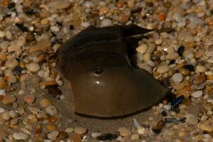 This piece of horseshoe crab shell is sitting on the Cape May beach with shiny smooth pebbles all around. photo