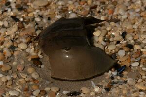 This piece of horseshoe crab shell is sitting on the Cape May beach with shiny smooth pebbles all around. photo