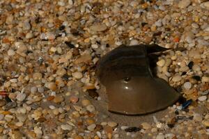 This piece of horseshoe crab shell is sitting on the Cape May beach with shiny smooth pebbles all around. photo