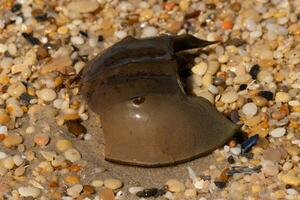 This piece of horseshoe crab shell is sitting on the Cape May beach with shiny smooth pebbles all around. photo