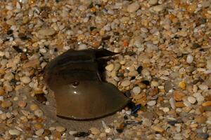 This piece of horseshoe crab shell is sitting on the Cape May beach with shiny smooth pebbles all around. photo