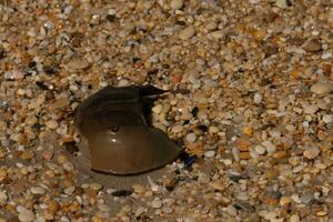 This piece of horseshoe crab shell is sitting on the Cape May beach with shiny smooth pebbles all around. photo