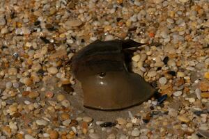 This piece of horseshoe crab shell is sitting on the Cape May beach with shiny smooth pebbles all around. photo