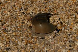 This piece of horseshoe crab shell is sitting on the Cape May beach with shiny smooth pebbles all around. photo