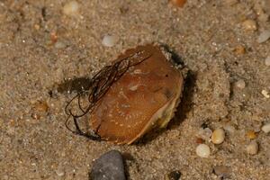 This beautiful crabshell was sitting on the beach when I took this picture. Seaweed on top and pebbles with sand all around. photo