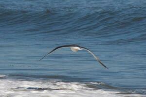 esta Gaviota estaba deslizamiento en el bahía brisa viniendo apagado el océano. negro resumido con blanco barriga. alas son extendido a remontarse. foto