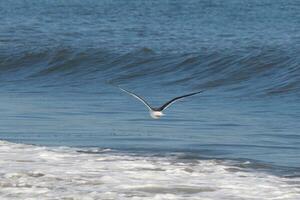 This seagull was gliding on the bay breeze coming off the ocean. Black outlined with white belly. Wings are outstretched to soar. photo