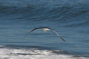 This seagull was gliding on the bay breeze coming off the ocean. Black outlined with white belly. Wings are outstretched to soar. photo