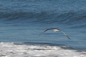 This seagull was gliding on the bay breeze coming off the ocean. Black outlined with white belly. Wings are outstretched to soar. photo