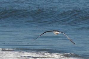 This seagull was gliding on the bay breeze coming off the ocean. Black outlined with white belly. Wings are outstretched to soar. photo