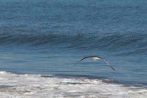 This seagull was gliding on the bay breeze coming off the ocean. Black outlined with white belly. Wings are outstretched to soar. photo