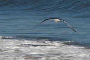 This seagull was gliding on the bay breeze coming off the ocean. Black outlined with white belly. Wings are outstretched to soar. photo