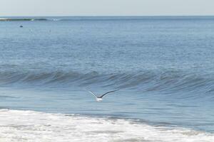 This seagull was gliding on the bay breeze coming off the ocean. Black outlined with white belly. Wings are outstretched to soar. photo