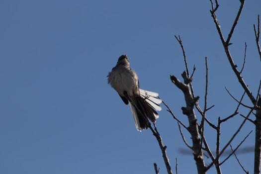 Mockingbird perched on branches of a tree. Feathers fluffy from the wind blowing him. The grey plumage built to blend in. The limbs are bare showing the Fall season. Pretty blue sky in the background. photo
