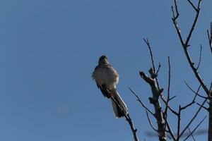 Mockingbird perched on branches of a tree. Feathers fluffy from the wind blowing him. The grey plumage built to blend in. The limbs are bare showing the Fall season. Pretty blue sky in the background. photo