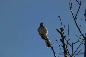 sinsonte encaramado en ramas de un árbol. plumas mullido desde el viento soplo a él. el gris plumaje construido a mezcla en. el extremidades son desnudo demostración el otoño estación. bonito azul cielo en el antecedentes. foto