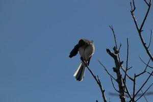 Cute little grey mockingbird preening himself on top of bare tree branches. Beautiful blue sky in the back. photo