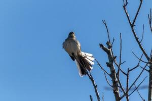 Mockingbird perched on branches of a tree. Feathers fluffy from the wind blowing him. The grey plumage built to blend in. The limbs are bare showing the Fall season. Pretty blue sky in the background. photo