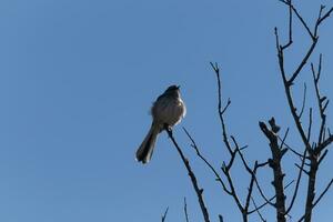 Mockingbird perched on branches of a tree. Feathers fluffy from the wind blowing him. The grey plumage built to blend in. The limbs are bare showing the Fall season. Pretty blue sky in the background. photo