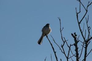 Mockingbird perched on branches of a tree. Feathers fluffy from the wind blowing him. The grey plumage built to blend in. The limbs are bare showing the Fall season. Pretty blue sky in the background. photo