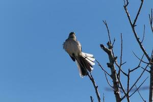 Mockingbird perched on branches of a tree. Feathers fluffy from the wind blowing him. The grey plumage built to blend in. The limbs are bare showing the Fall season. Pretty blue sky in the background. photo