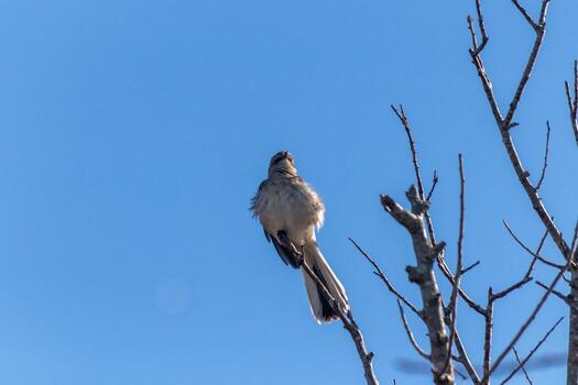 Mockingbird perched on branches of a tree. Feathers fluffy from the wind blowing him. The grey plumage built to blend in. The limbs are bare showing the Fall season. Pretty blue sky in the background. photo