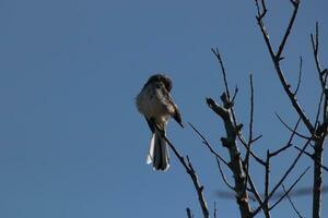 Cute little grey mockingbird preening himself on top of bare tree branches. Beautiful blue sky in the back. photo