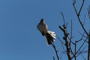 sinsonte encaramado en ramas de un árbol. plumas mullido desde el viento soplo a él. el gris plumaje construido a mezcla en. el extremidades son desnudo demostración el otoño estación. bonito azul cielo en el antecedentes. foto