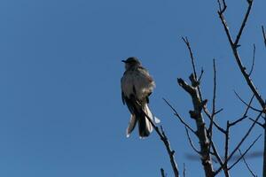 Mockingbird perched on branches of a tree. Feathers fluffy from the wind blowing him. The grey plumage built to blend in. The limbs are bare showing the Fall season. Pretty blue sky in the background. photo