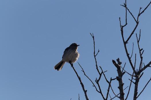 Mockingbird perched on branches of a tree. Feathers fluffy from the wind blowing him. The grey plumage built to blend in. The limbs are bare showing the Fall season. Pretty blue sky in the background. photo