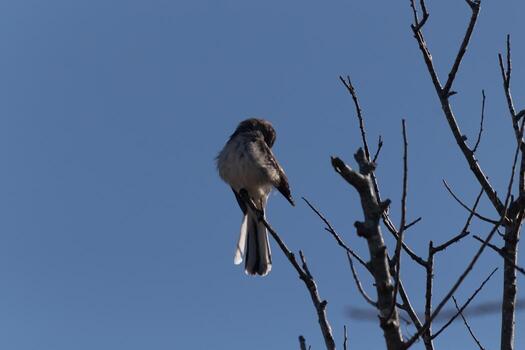 Mockingbird perched on branches of a tree. Feathers fluffy from the wind blowing him. The grey plumage built to blend in. The limbs are bare showing the Fall season. Pretty blue sky in the background. photo