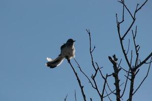 sinsonte encaramado en ramas de un árbol. plumas mullido desde el viento soplo a él. el gris plumaje construido a mezcla en. el extremidades son desnudo demostración el otoño estación. bonito azul cielo en el antecedentes. foto