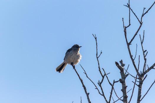 Mockingbird perched on branches of a tree. Feathers fluffy from the wind blowing him. The grey plumage built to blend in. The limbs are bare showing the Fall season. Pretty blue sky in the background. photo