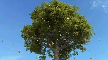 Gold coins falling from a big tree, Concept of investment, Tree with golden coins video