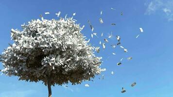 Dollar bill falling from the tree, Money falling from tree, Money fall from the tree. video