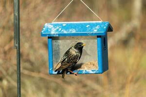 European starling coming to visit the bluebird feeder for mealworms. The bird is black and has white speckle. The feathers shine with a rainbow color like oil in water. These are invasive species. photo