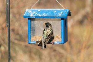 europeo estornino viniendo a visitar el azulejo alimentador para gusanos de la harina. el pájaro es negro y tiene blanco punto. el plumas brillar con un arco iris color me gusta petróleo en agua. estos son invasor especies. foto