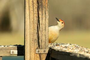 This cute little red-bellied woodpecker was peeking out from behind the wooden post making sure everything was safe. With his little white body red head this avian has arrived for some food. photo