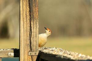 This cute little red-bellied woodpecker was peeking out from behind the wooden post making sure everything was safe. With his little white body red head this avian has arrived for some food. photo