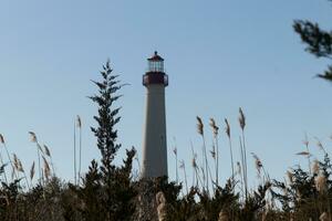 Cape May point lighthouse seen among all the brown foliage and green trees depicting the Fall season. The large white tower stands tall above everything. The top of the light has a red metal cage. photo