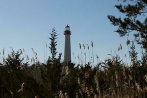 Cape May point lighthouse seen among all the brown foliage and green trees depicting the Fall season. The large white tower stands tall above everything. The top of the light has a red metal cage. photo