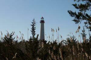 Cape May point lighthouse seen among all the brown foliage and green trees depicting the Fall season. The large white tower stands tall above everything. The top of the light has a red metal cage. photo